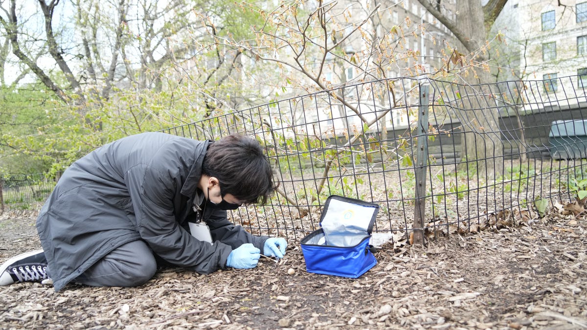 High school scientists-in-training take on the Big Apple as urban virus hunters