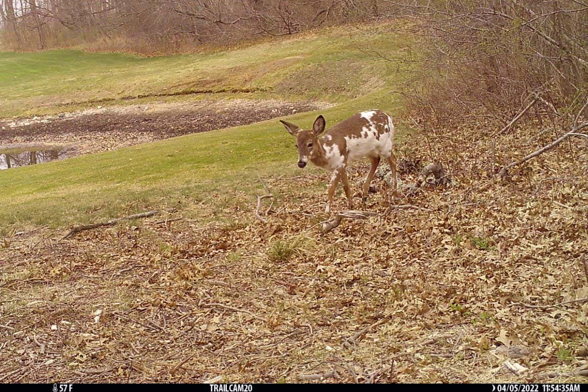 Camera trap images reveal the hidden wildlife of New York City