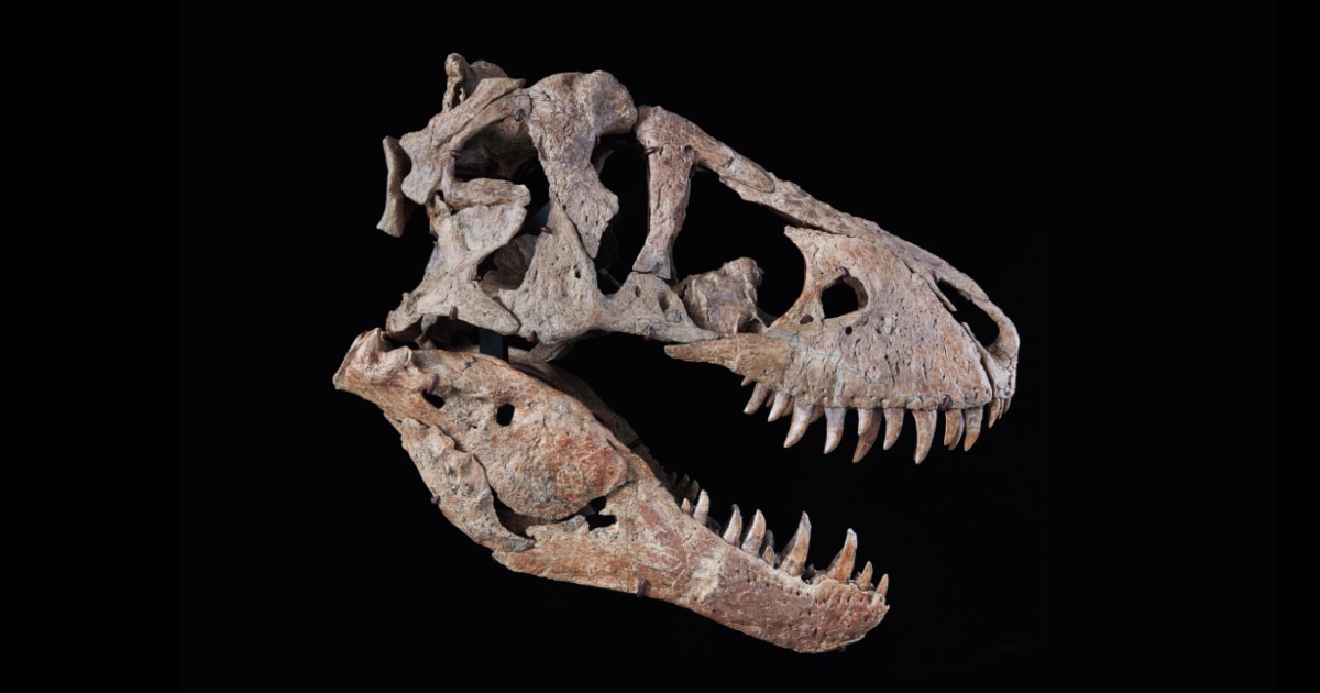 Going, going, extinct: Rare 76 million-year-old T. rex skull is up for auction