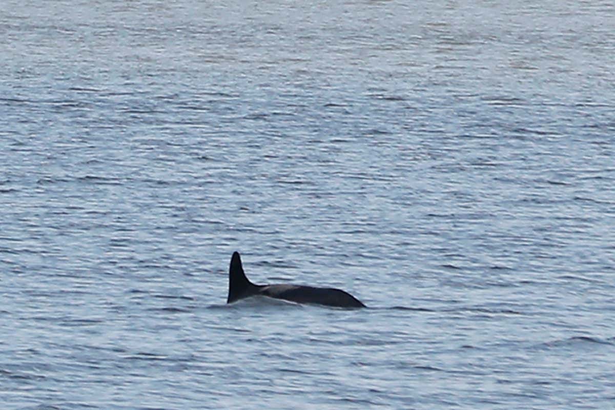 Dolphins spotted swimming in New York City’s Bronx River