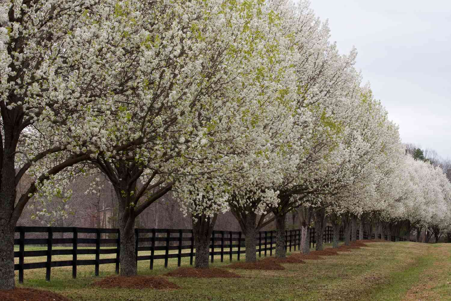 Ohio Bans the Sale of Once-Beloved Pear Trees