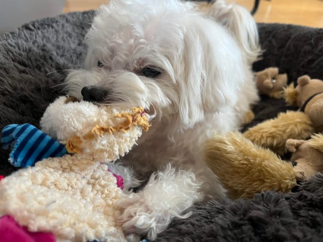 Your dog or cat could be PetSmart’s first-ever chief toy tester