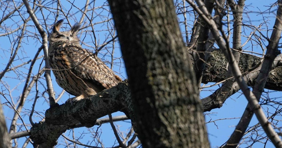 Owl who escaped from zoo is NYC’s latest avian celebrity