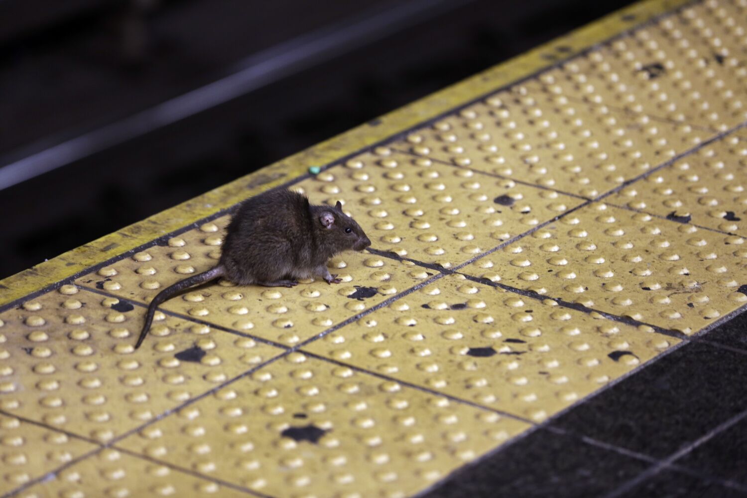 The coronavirus has infected New York City’s rats. Why that’s bad news for people