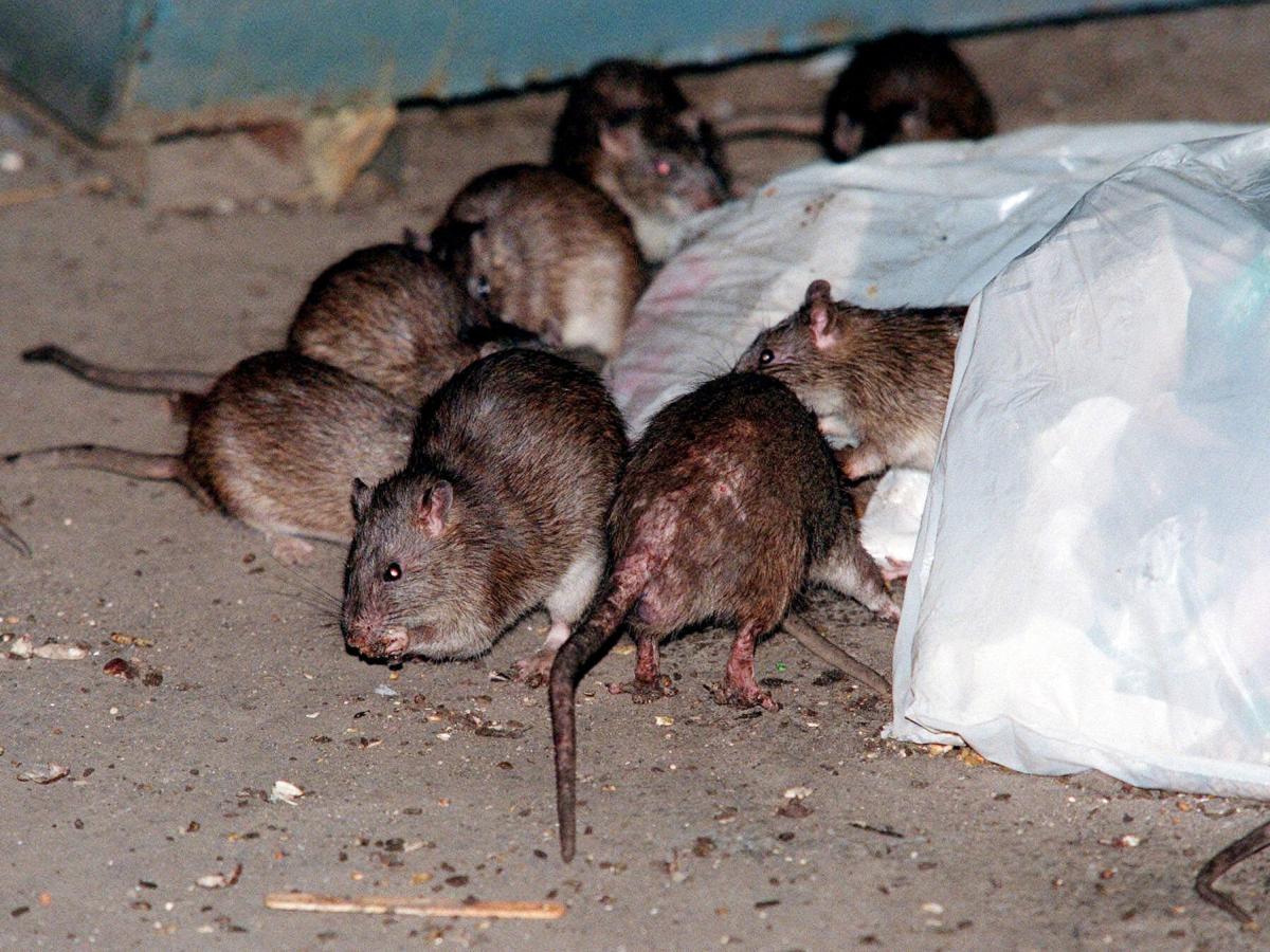 How the rat population in New York City grew by 800% and infested the city in less than 65 years
