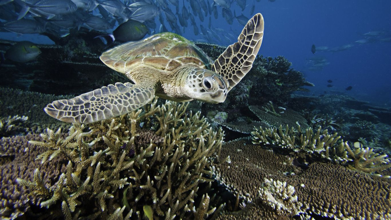 Environmentalists hail historic ocean treaty: “Biggest conservation agreement in history”