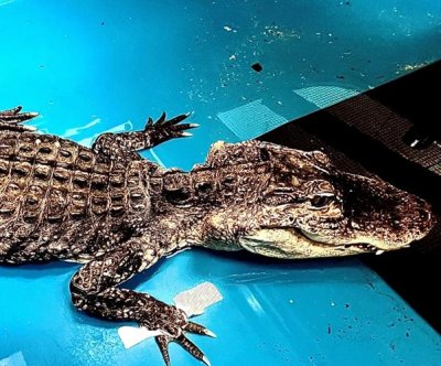 Alligator rescued from Brooklyn’s Prospect Park lake dies at Bronx Zoo