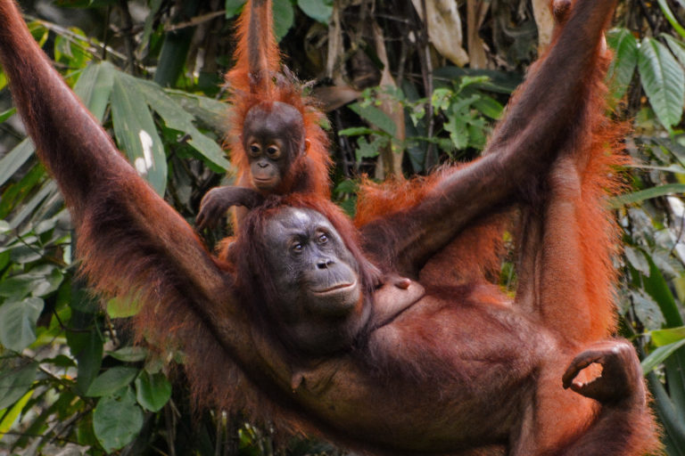 Orangutan ‘beatboxing’ offers clues about human language, study says