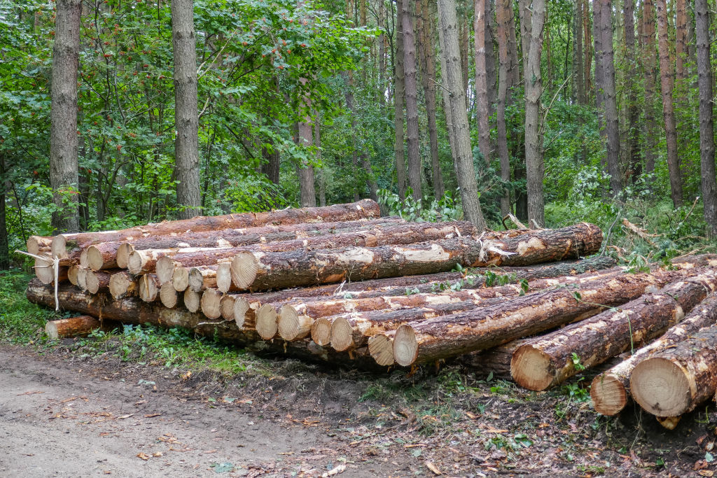 New Jersey Man Faces Estimated $32K In Fines After Allegedly Cutting Down Neighbors’ Trees For Better View Of NYC