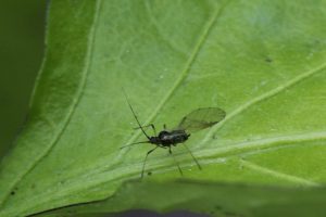 Winged aphids invade New York in just the latest airborne assault on a city that’s also choking from Canada’s wildfire smoke