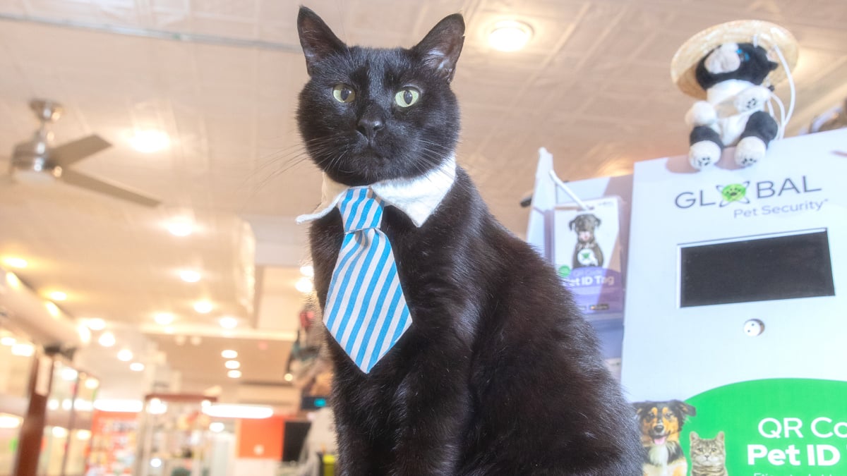 Meet Jeremy the Manager, the famous cat who gets the job done