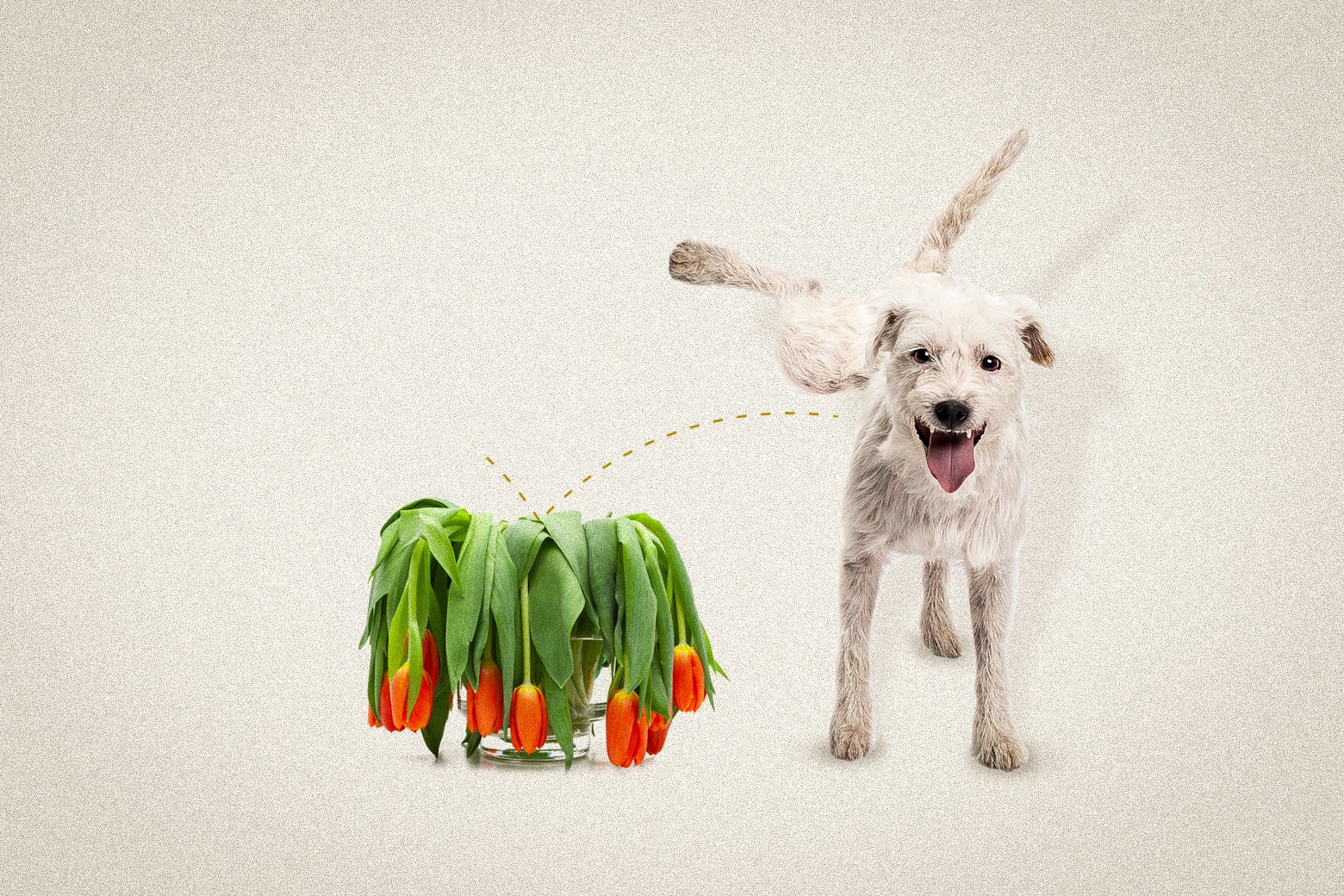 Is Dog Pee Really So Bad for Plants?