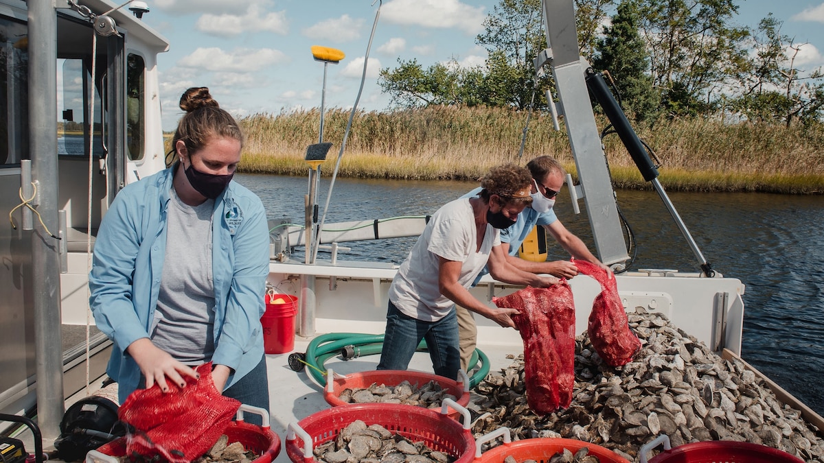 Could billions of oysters protect us from the next big storm?