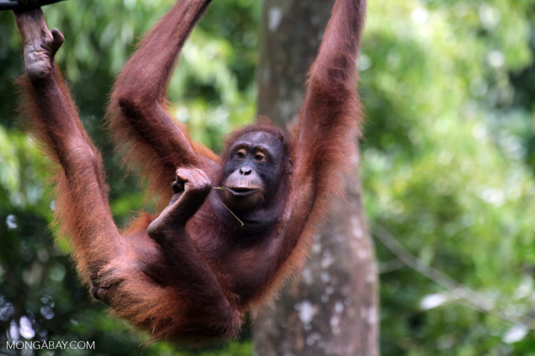 Deforestation surges in hotspot of critically endangered Bornean orangutans