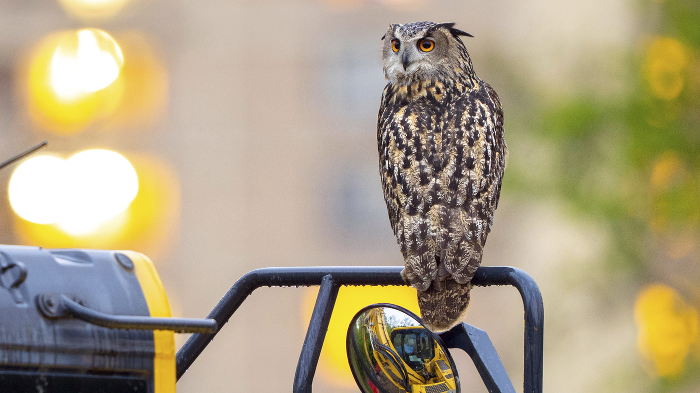 A year later, Flaco the owl’s escape from the Central Park Zoo remains a mystery