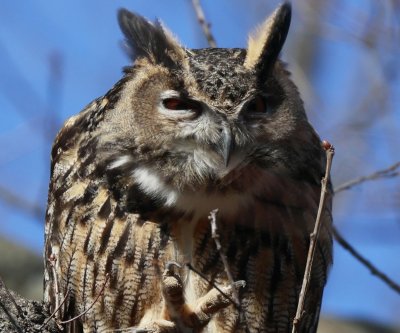 Flaco, who famously escaped NYC’s Central Park Zoo, has died