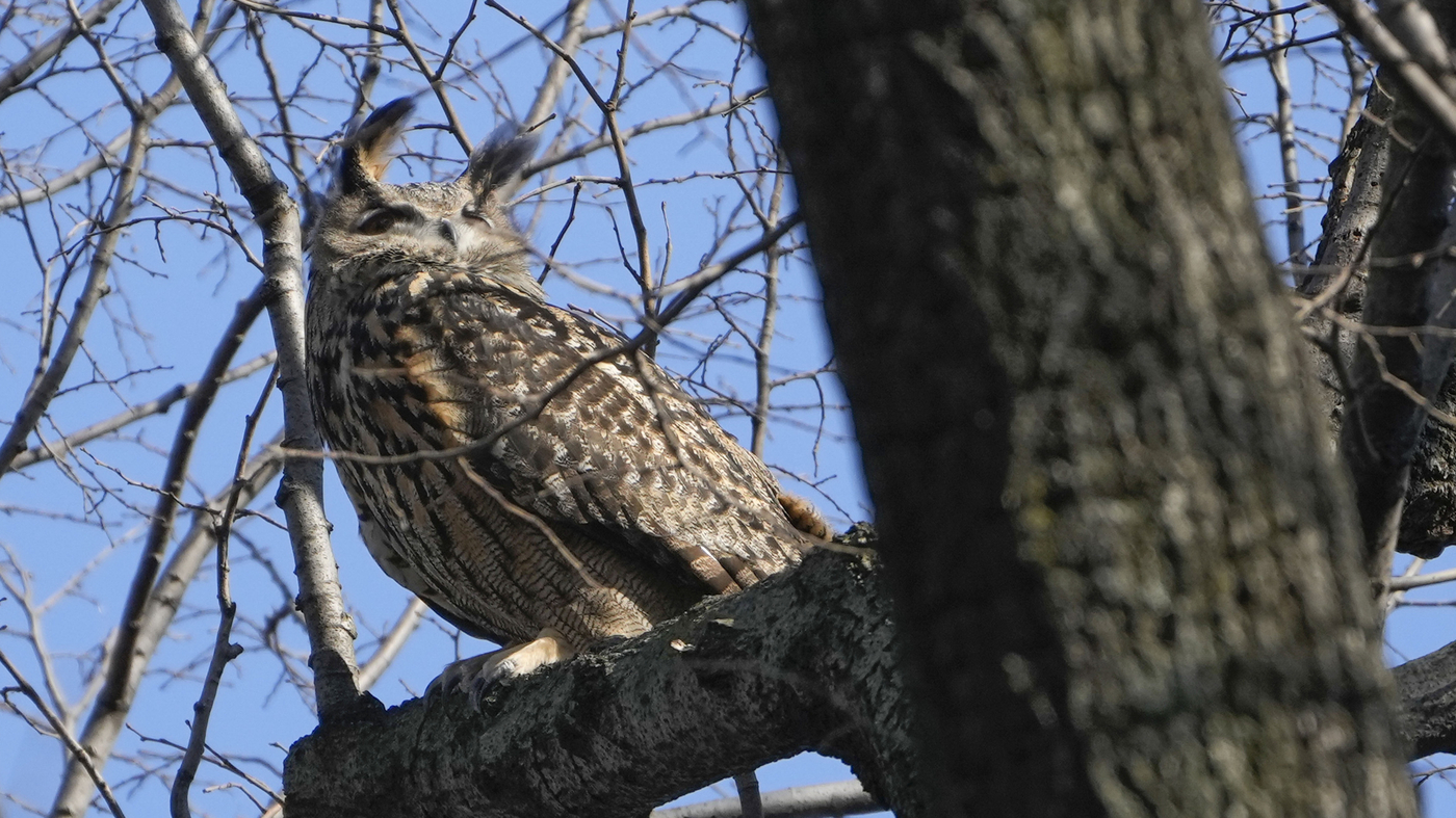 ‘A fabulous ambassador’ Flaco, the beloved New York owl, died after building collision