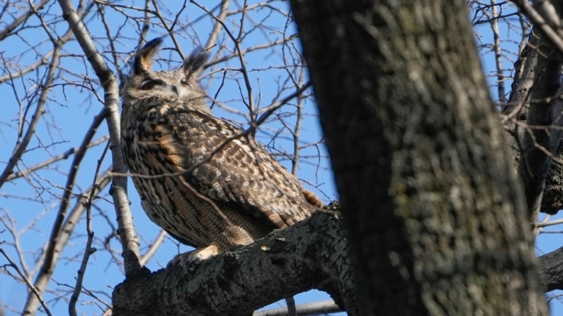 New York City Owl Flaco Dies After Crashing Into Building