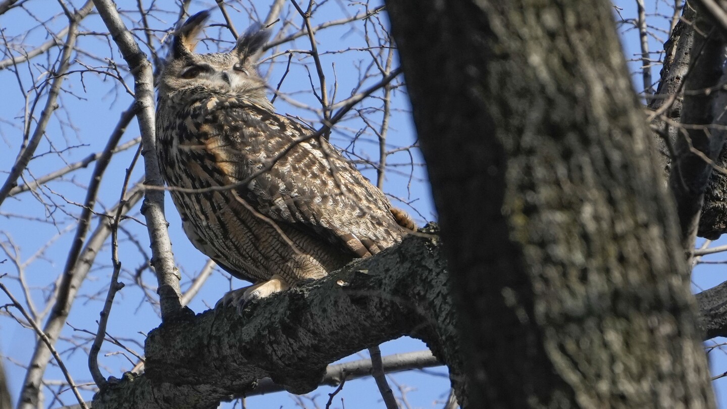 Flaco the celebrity owl dies after colliding with NYC building…