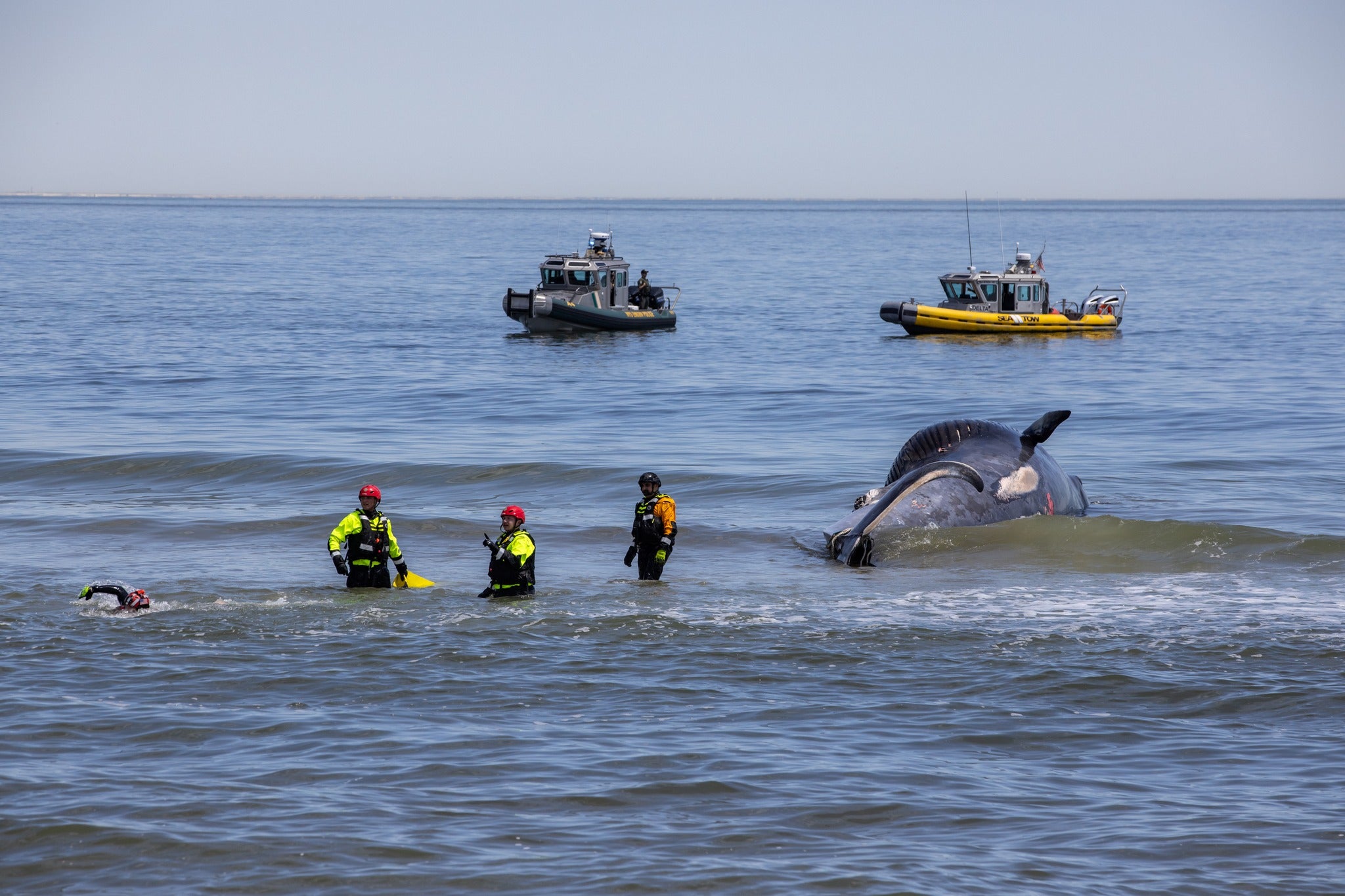 Cruise ship sails into New York City port with 44-foot dead whale across its bow