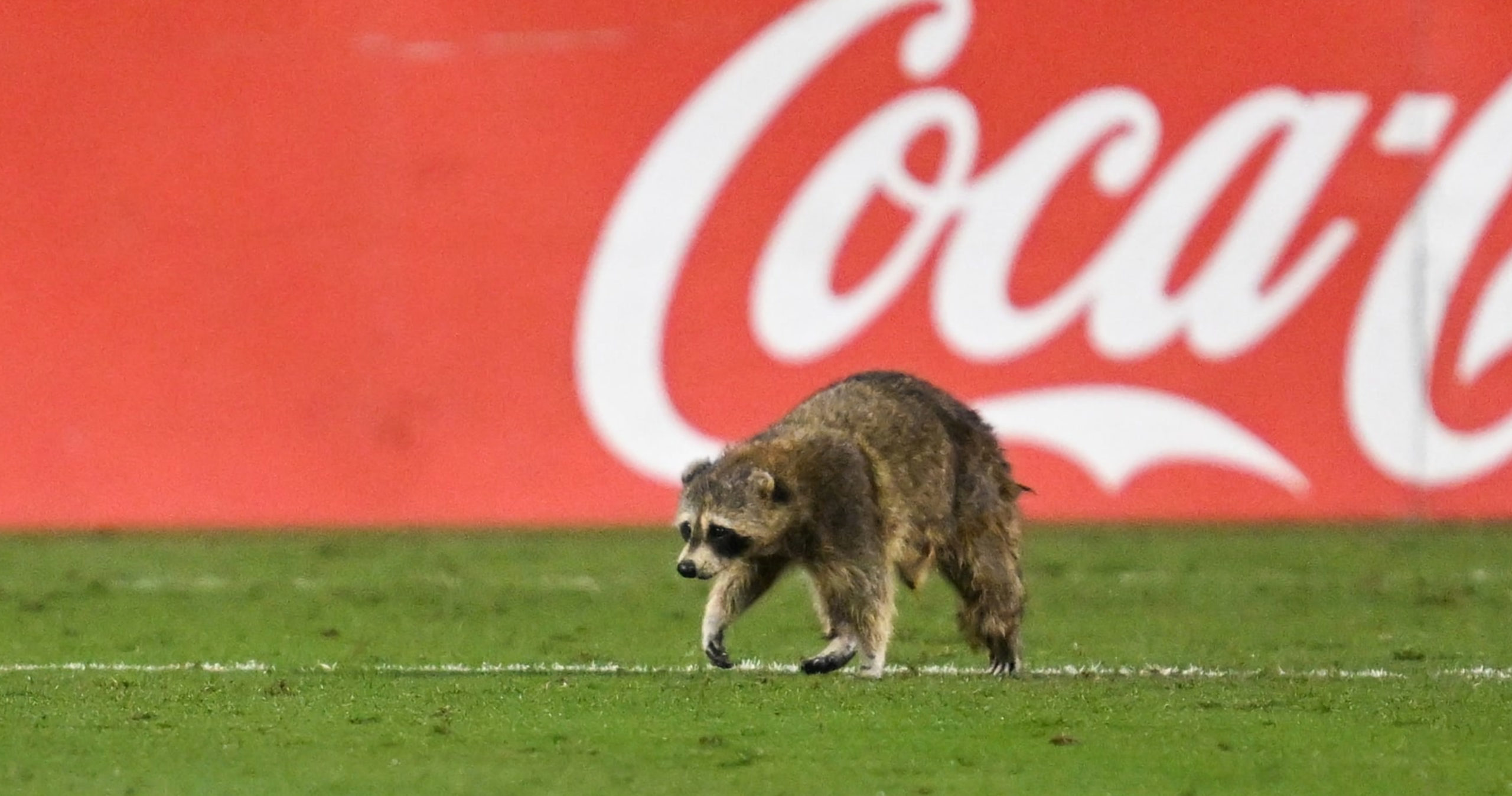 Video: MLS’ Philadelphia Union vs. NYCFC Game Paused After Raccoon Runs on Field