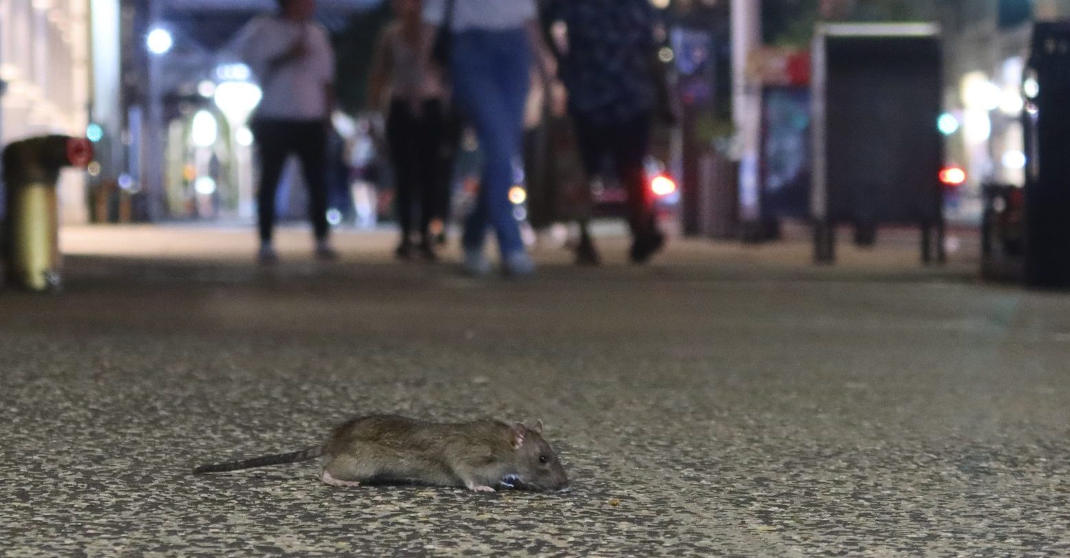 Wayment! New York City Approves Bill To Address Massive Rat Population Using Birth Control