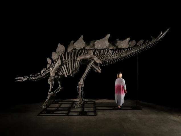 Ken Griffin’s $44 billion dinosaur is going on public display